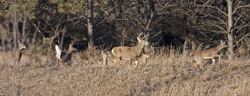Buck and Harem